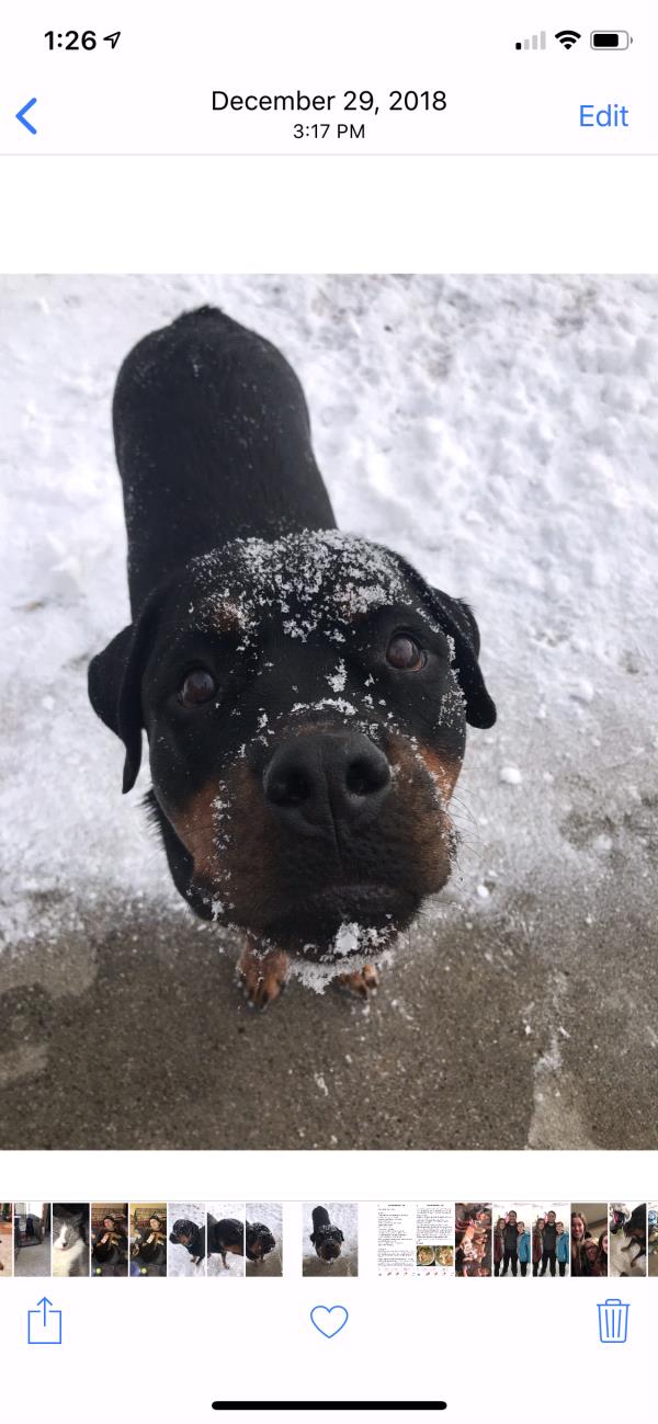/Images/uploads/MidAmerica Rottweiler Rescue/adoptarottphotocontest/entries/10301thumb.jpg